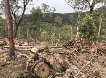 Conservationists battling to stop logging near historic Corn Trail