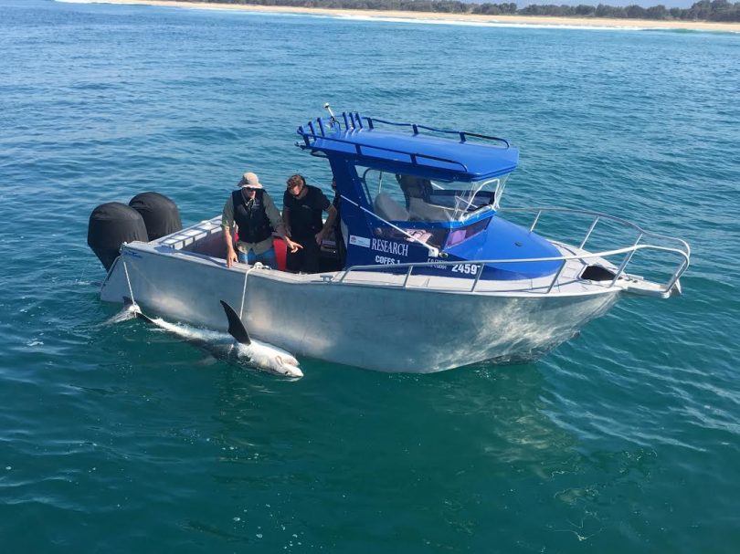 The government claims the SMART DRumline trial will have a minimal impact on the local marine ecosystem. Photo: NSW DPI