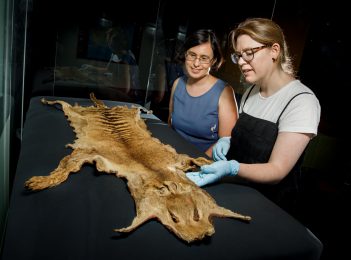 Rare Tasmanian tiger skin now on display at National Museum