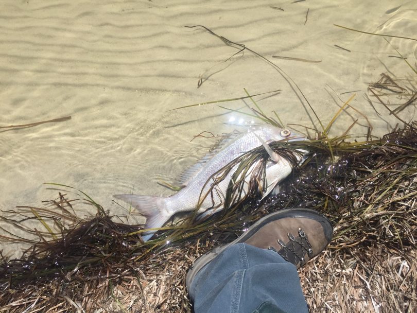 Poor water quality as the suspected cause of this weeks fish kill at Wallagoot Lake. Photo: Doug Reckord.