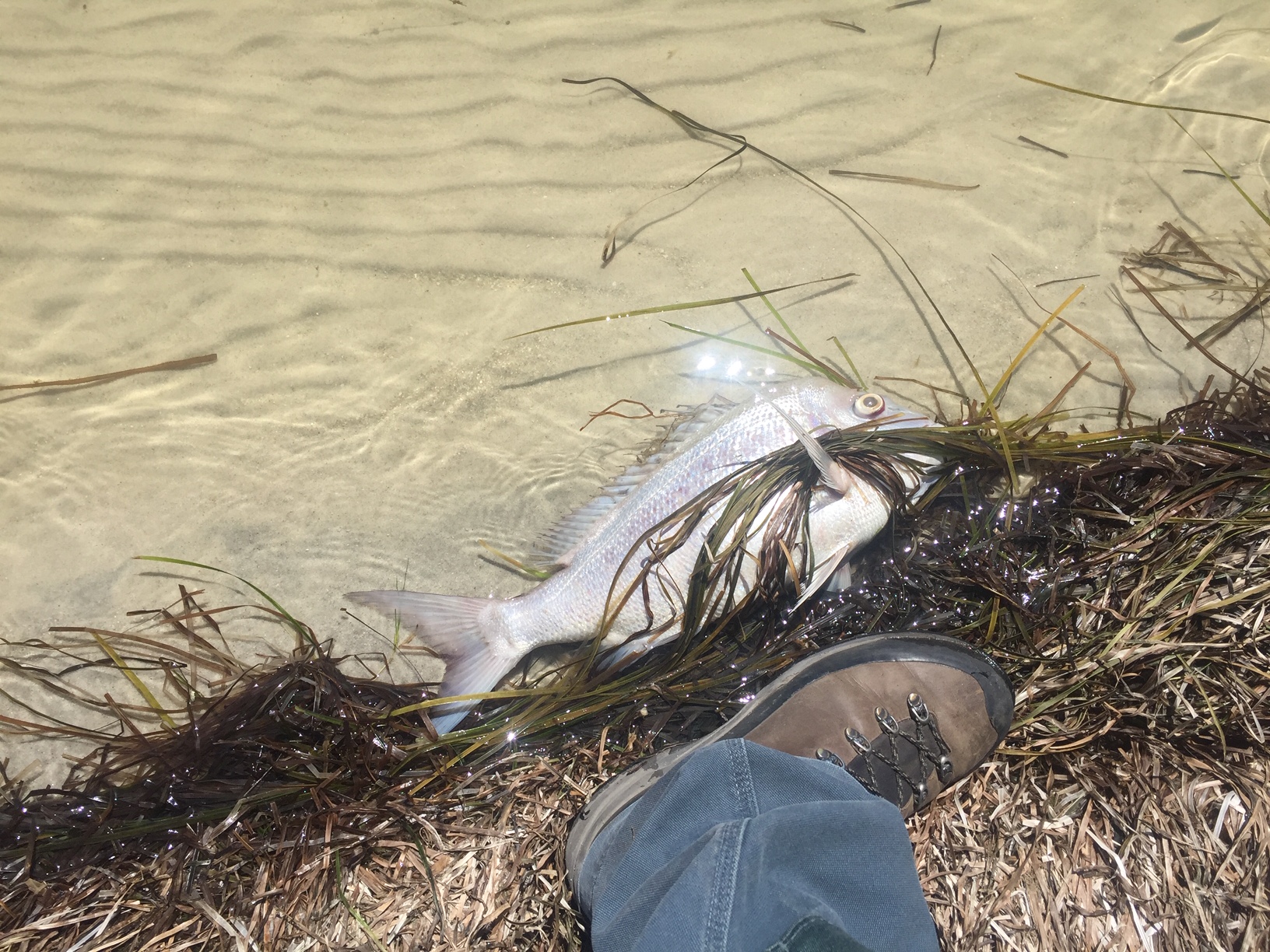 Wallagoot Lake fish kill not seen in at least 25 years