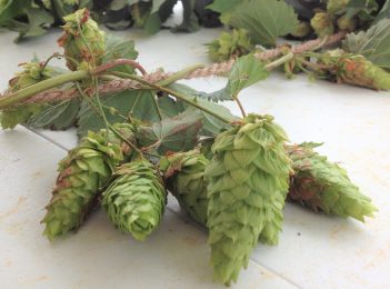 Bemboka farming family ‘hops’ to it for harvest season