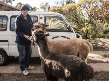 Unleashed dog savages therapy alpaca while owner films attack