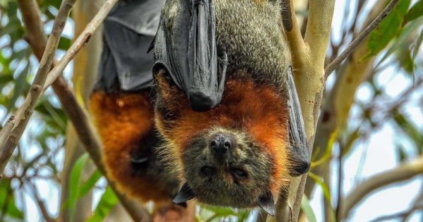 Tensions build as Eurobodalla flying fox numbers rise