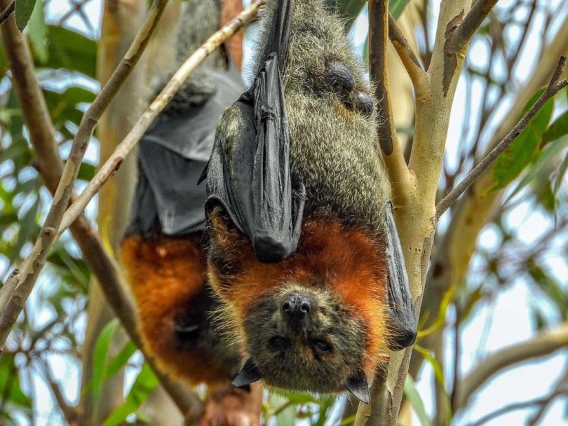 Eurobodalla Council says they are continuing to monitor flying-fox populations at the Batemans Bay Water Gardens, Catalina, Moruya Heads, Tuross Head and Narooma. Photo: Bruno Fabbo.