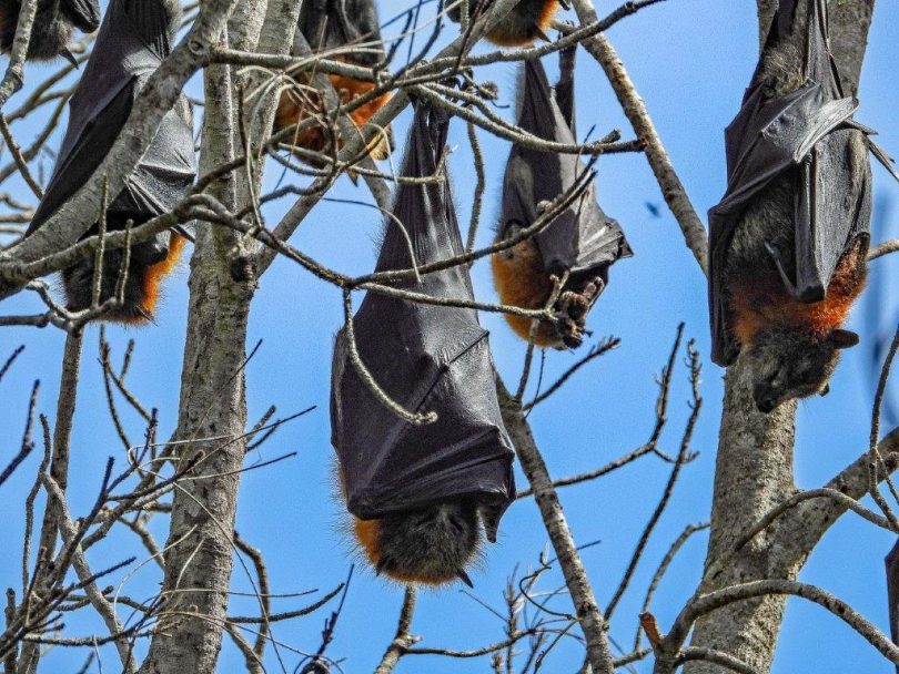 Flying Foxes at Tuross Head. Photo: Bruno Fabbo