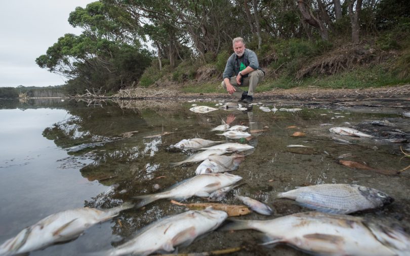 Fish kill at Meringo Lagoon, Will Douglas, Greens candidate or Bega. Photo: Gillianne Tedder
