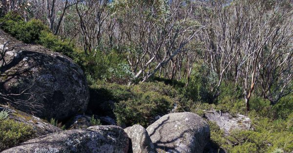 Search resumes for missing high country bushwalker