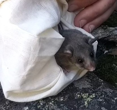 Freedom! The endangered juvenile Mountain Pygmy possum was released into a boulder field at South Rams Head in Kosciuszko National Park after two weeks of rehabilitation. Photo: LAOKO.
