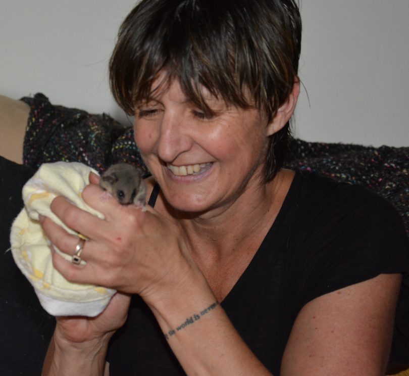 Local wildlife carer Suzie Cooper with the tiny Mountain Pygmy possum she cared for until it was strong enough to be released back into the Kosciuszko National Park. Photo: LAOKO.