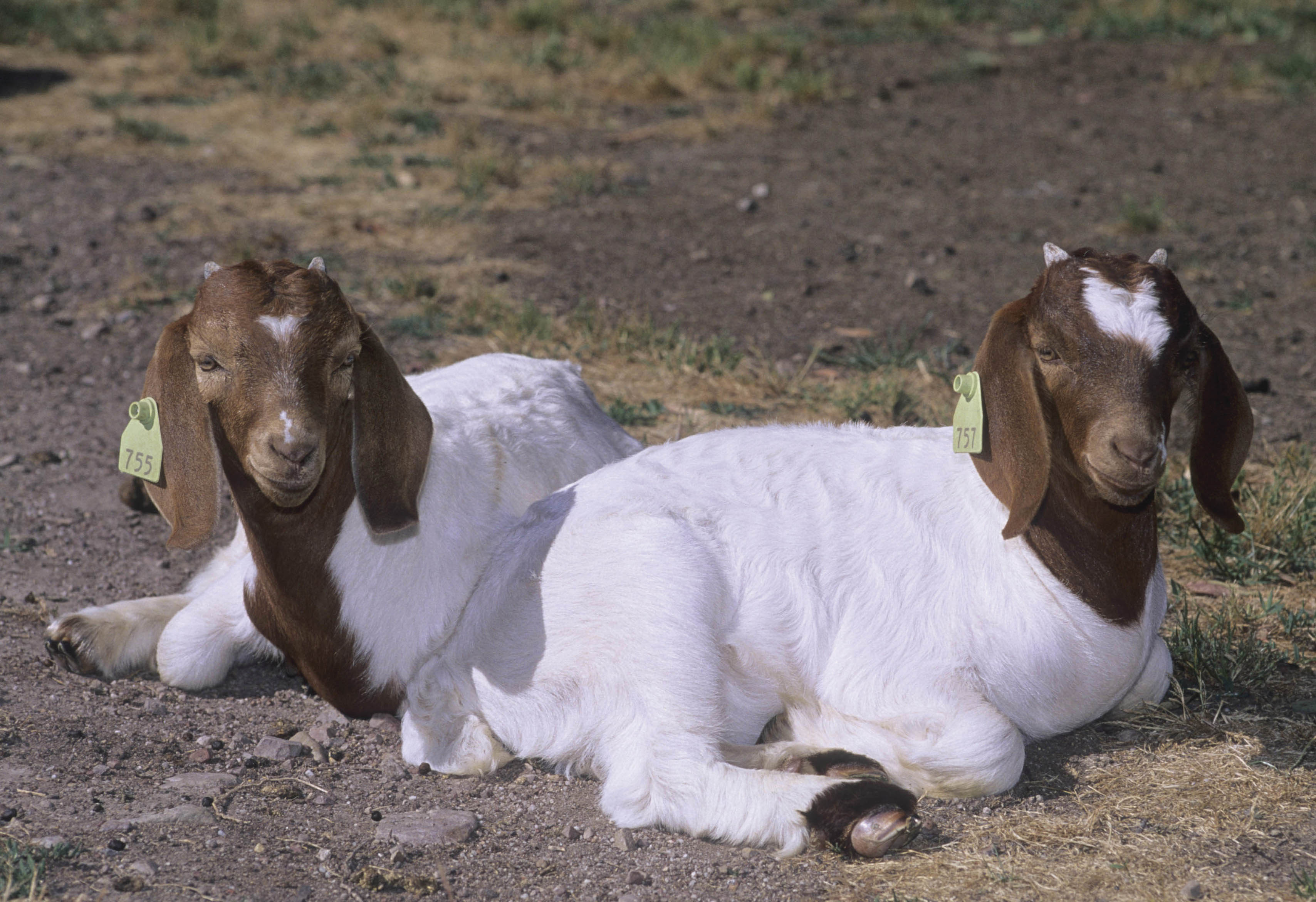 Domestic goats euthanised after allegedly shot by Sydney man