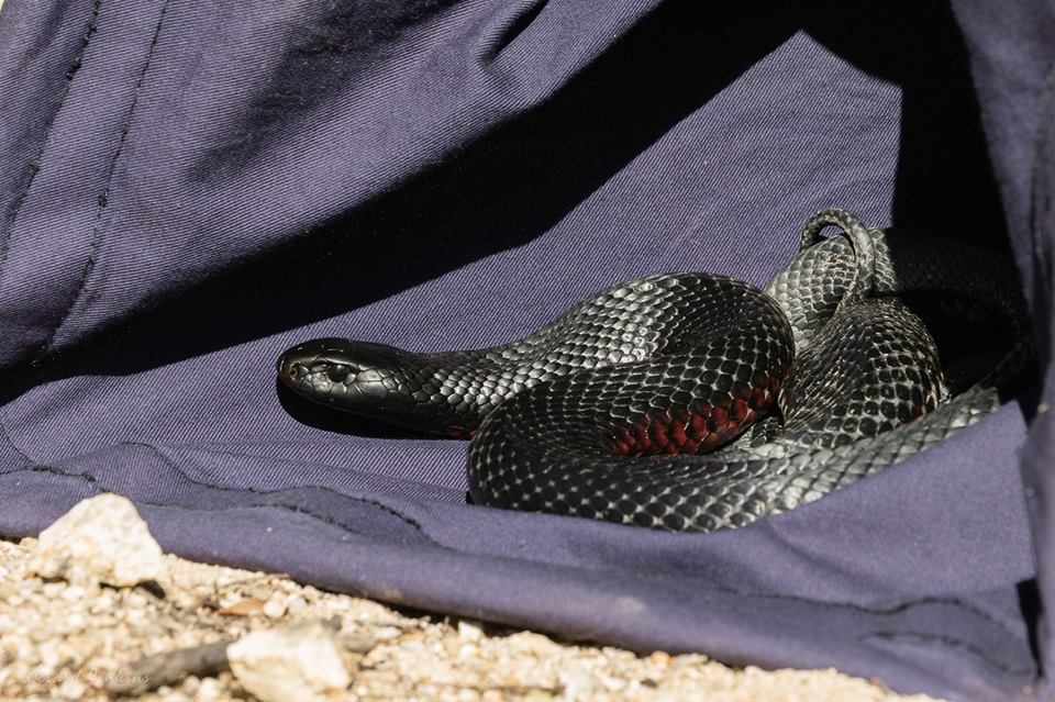 Red-bellied black snake an unwanted soccer recruit during Canberra’s busy snake season