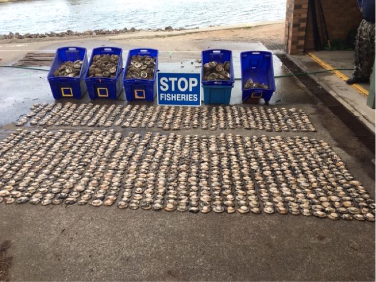 The 1,093 shucked abalone weighed in excess of 85 kg. Photo: NSW DPI