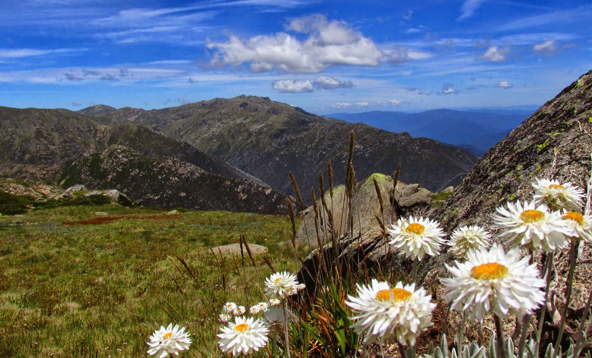 Alpine plants face 'bleak future' in adapting to warmer climate