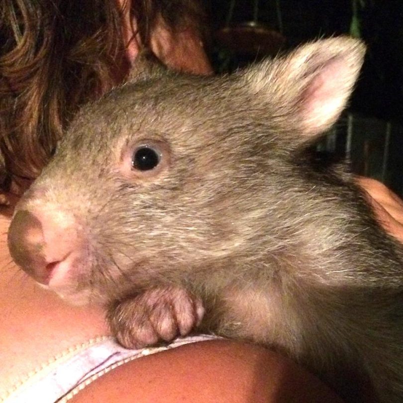Another LAOKO training day will be held on May 4 with a focus on how to rescue and care for injured or orphaned wombats. Photo: LAOKO Facebook.