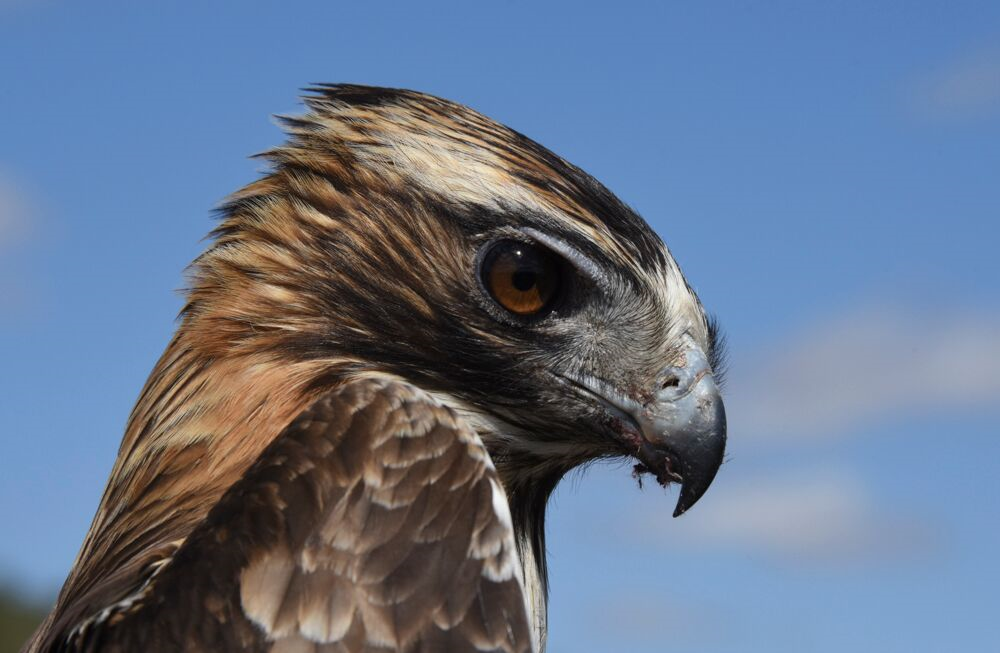 Vulnerable Little Eagles flying on grand Aussie tours