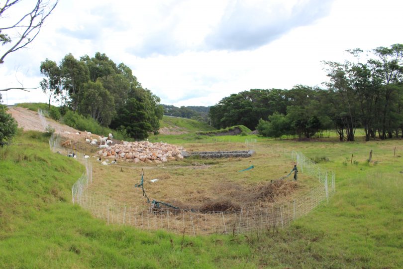 The Herd for Hire at work behind Club Sapphire and Merimbula Woolworths. Photo: Ian Campbell.