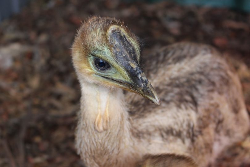 The big birds hatched at Gorge Wildlife Park in the Adelaide Hills. Photo: Ian Campbell.