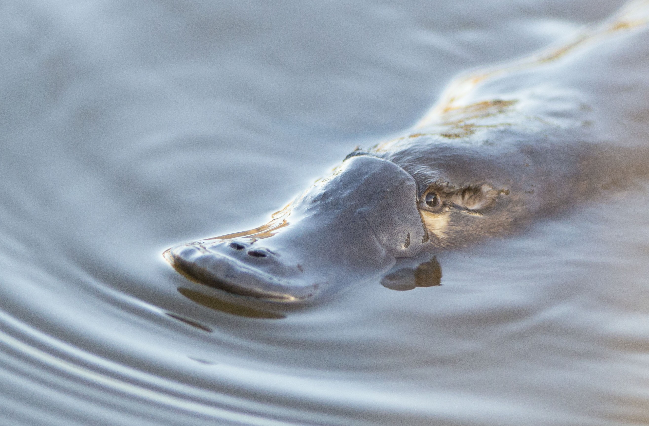 Citizen science to get more involved in the lives of local platypus