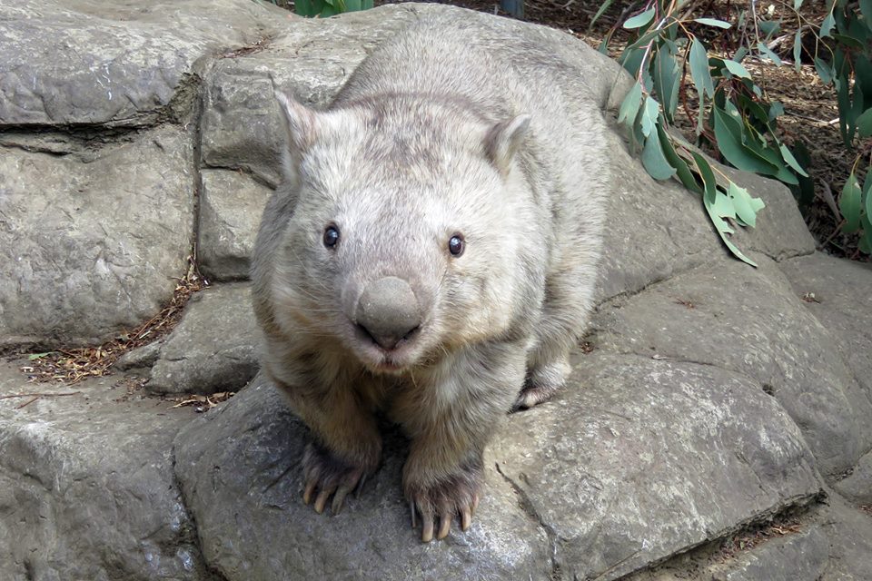 World’s oldest wombat dies at Canberra’s zoo at the age of 32