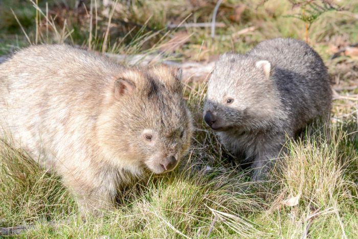 How to drench a wombat and cure the mange: ACT trial is a success