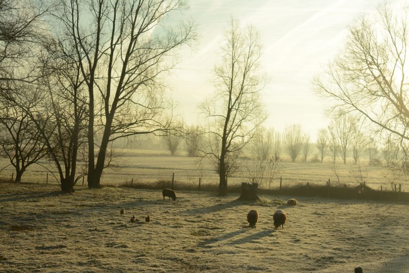 Winter Farmyard. Photo: Shutterstock.