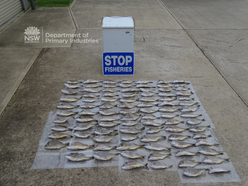106 yellowfin bream seized at Merimbula. Phoot: NSW DPI