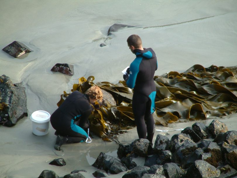 Dr Fraser collecting kelp samples in New Zealand. Photo: supplied.