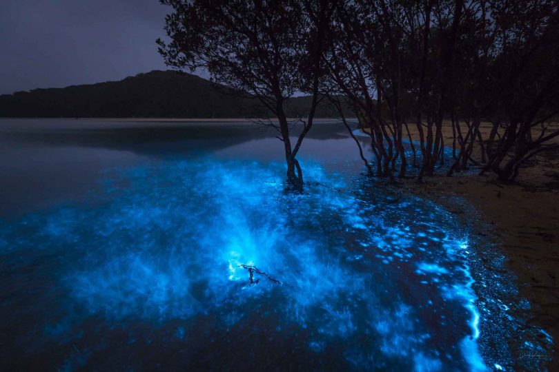 "I'm always chasing light." Dave Rogers' bioluminesence shot went viral in 2018. Photo: Dave Rogers