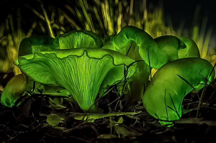 Tracey Harris has a specific goal for her daily walk these days - to find these ghost mushrooms and note where they are so that she and husband Peter can photograph them at night. Picture: Peter Harris. 