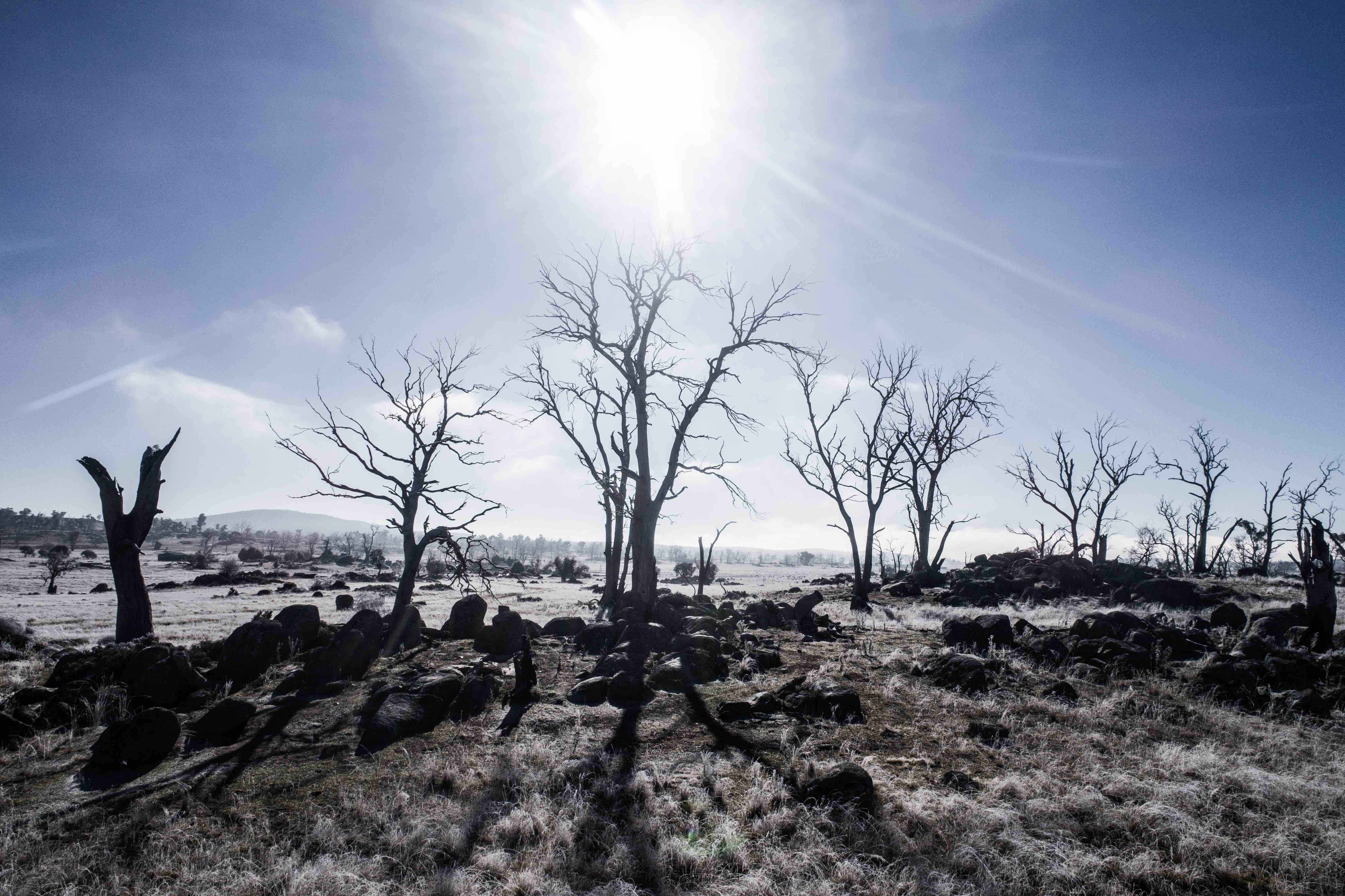 Monaro dieback is a devastating metaphor for climate change