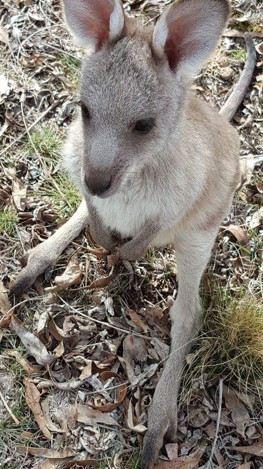 This Eastern Grey joey was rescued by LAOKO after her mother was killed in the region a year ago, and will be ready for release when she is about 18 months old. A lot of love and dedication is involved in caring for these orphaned animals. Photo: Supplied.