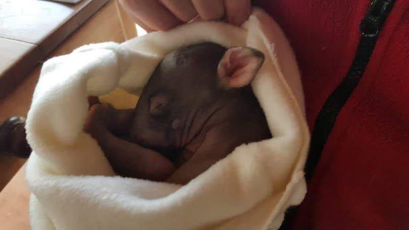 This little wombat weighing just 600grams when rescued a year ago near Dalgety after his mother was hit and killed. Luckily for him, a LAOKO volunteer checked his mother’s pouch. He has been cared for by a trained LAOKO volunteer and is now almost 14 kilograms, but will not be released until he is 20 kilograms or about two years old. Photo: Supplied.