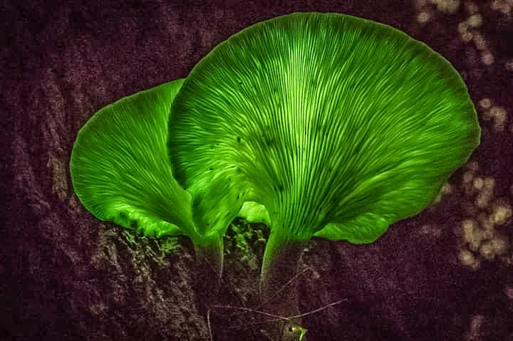 Scientists still don't understand why some fungi glow. Theories that it was to attract insects to spread it's spores have been disproven. Picture: Peter Harris. 