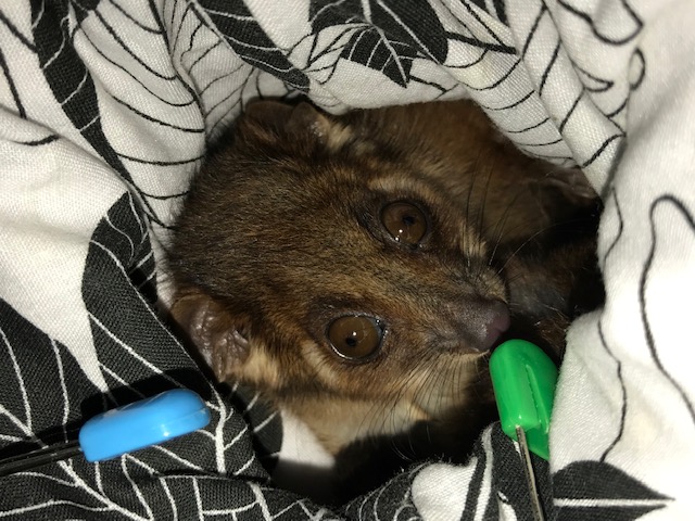 A Ringtail Possum in care with WIRES Mid South Coast branch. Photo: Sandy Collins