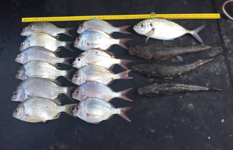 Bream, snapper, flathead, trevally seized by fisheries officers. Photo: NSW DPI.