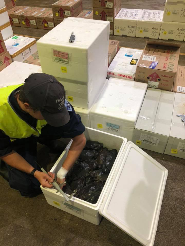 Fisheries Officer measure crabs seixed during Operation Small Fry. Photo: NSW DPI