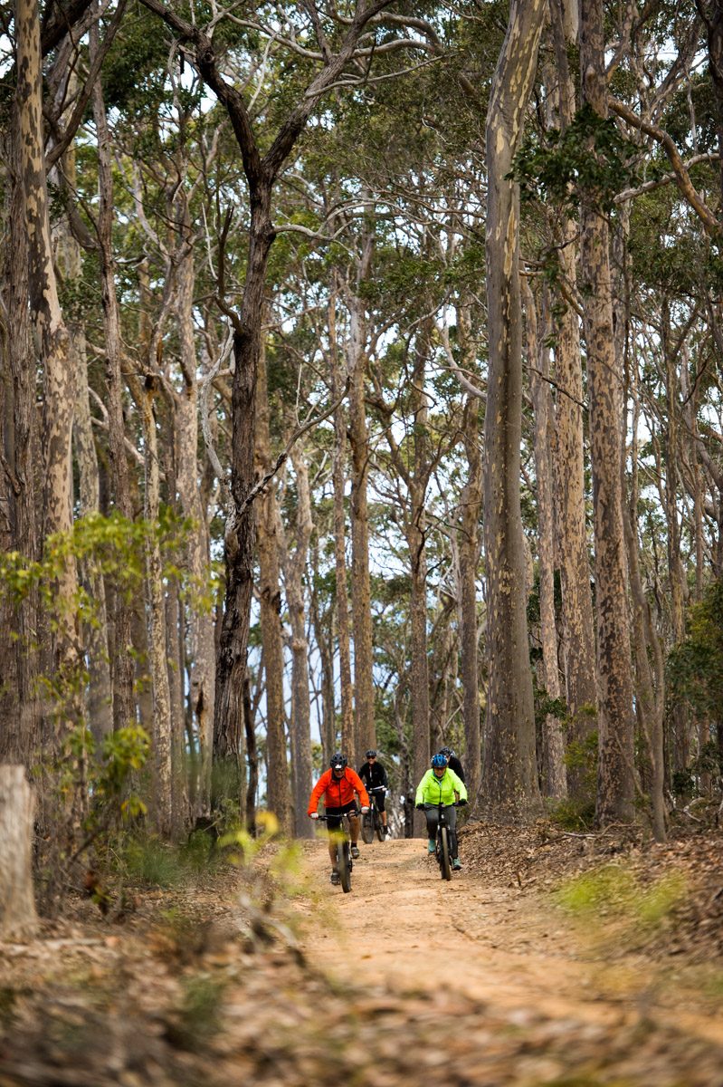 The bike tracks weave through the southern most tip of spotted gum forest. Photo: Damien Breach