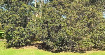 New Eurobodalla tree-clearing rules up for comment