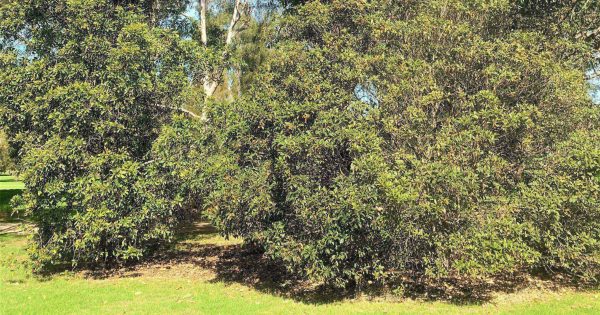 New Eurobodalla tree-clearing rules up for comment