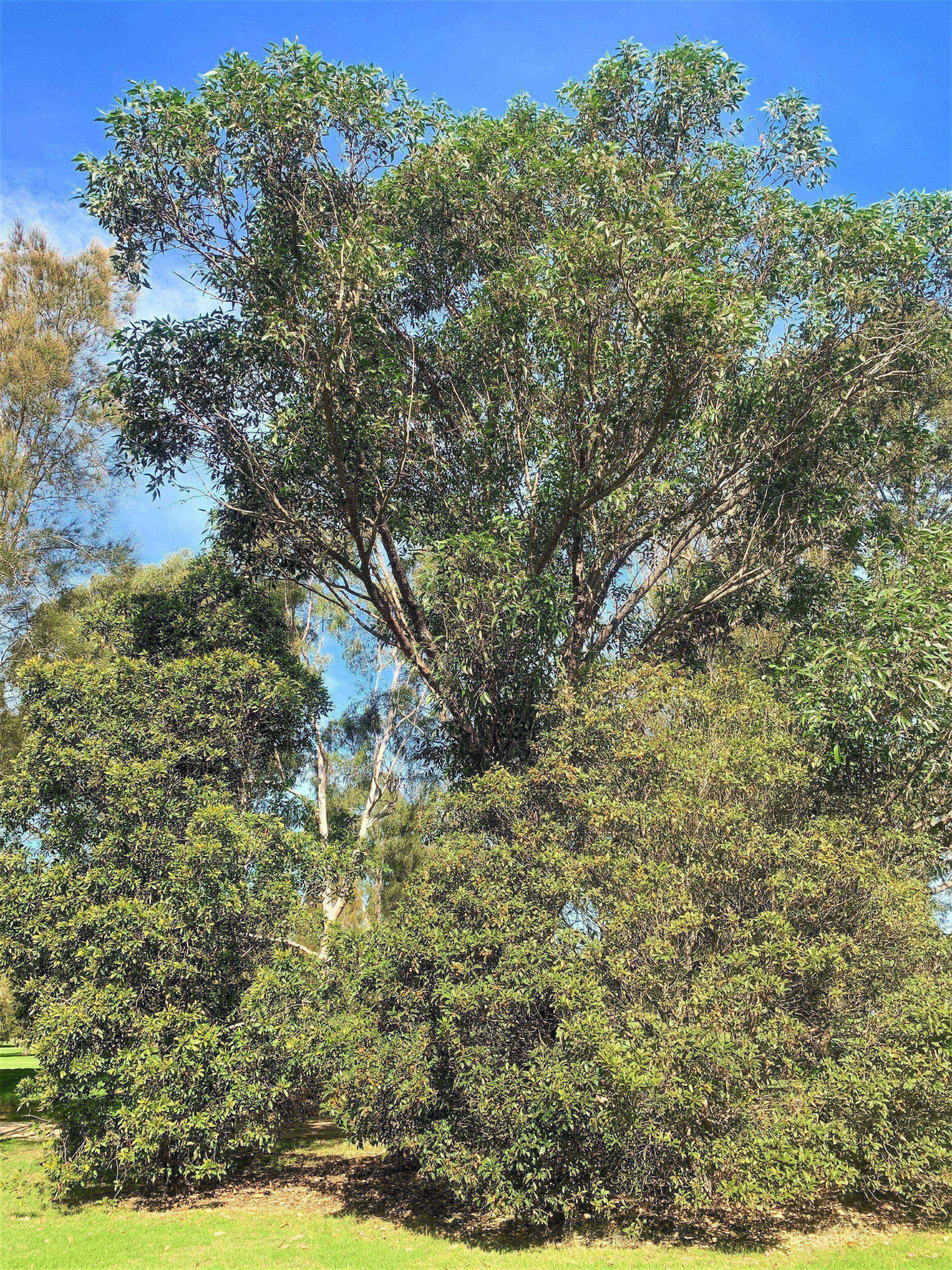 New Eurobodalla tree-clearing rules up for comment