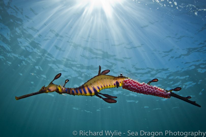 Richard Wylie's award-winning image. Sea dragon into the light. Photo: Richard Wylie
