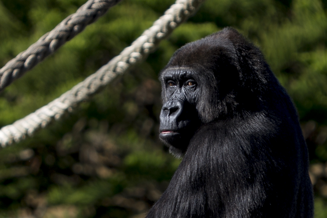 Baby Gorillas on the horizon as breeding program kicks off at Mogo Zoo
