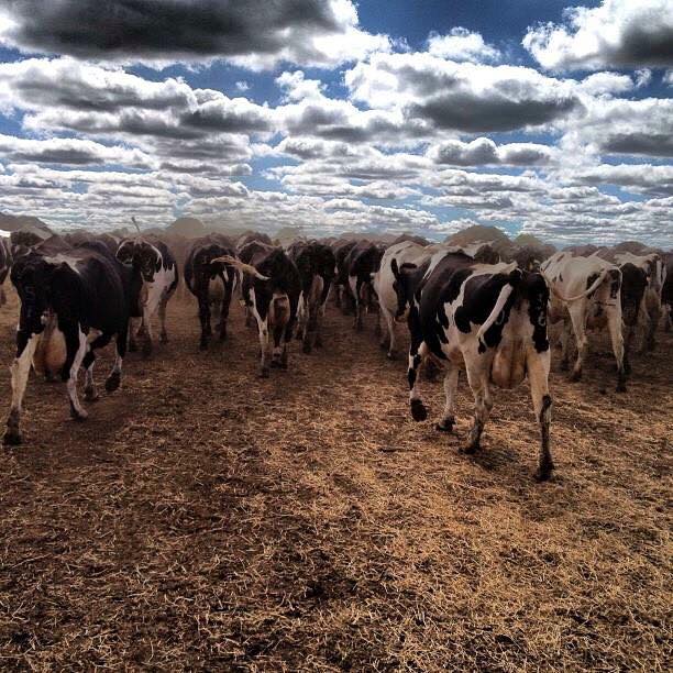 As the dust settles on the last big drought episode locally, it's time to ask: how are our farmers doing? photo: Facebook. 