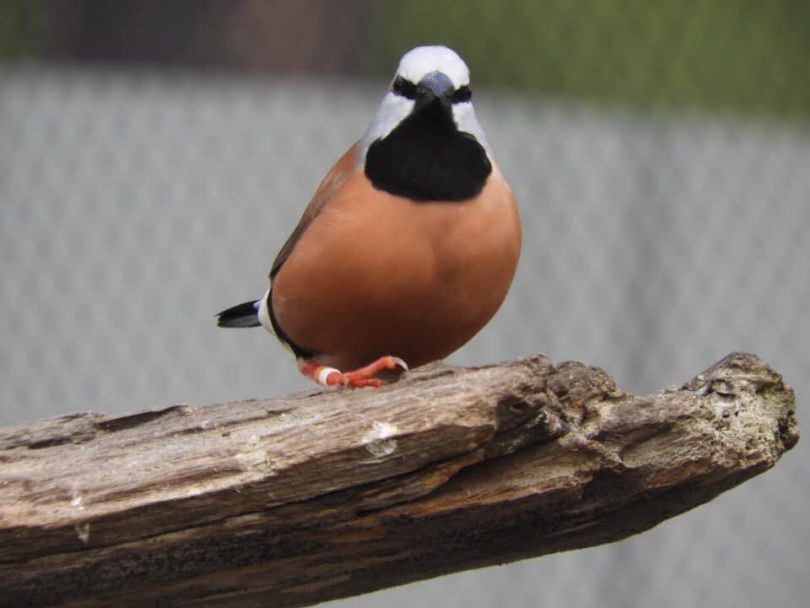 One of On The Perch Bird Park's resident Black-Throated Finches. Photo: Debbie Osiecki.