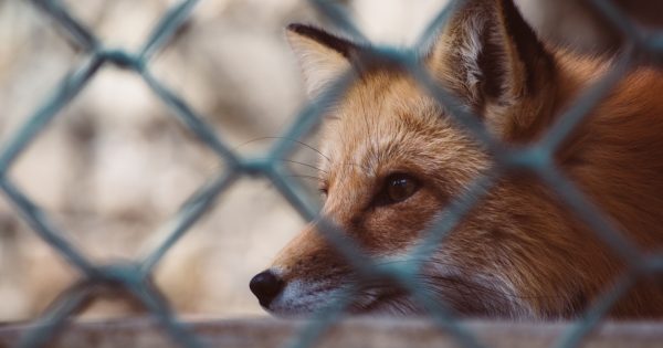 Thinking outside the fox? New study suggests baiting could reduce attacks
