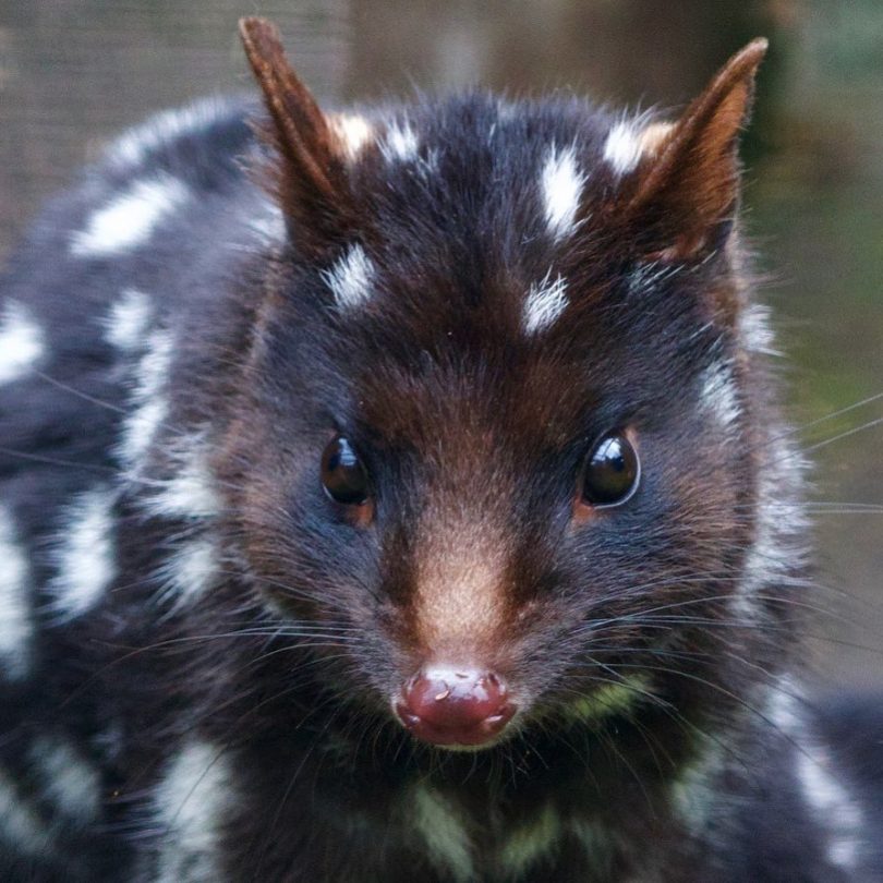 Quolls are protected animals so must not be harmed. Photo: Violet Astor.