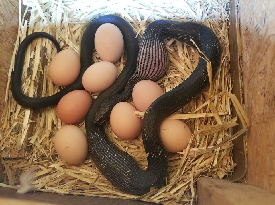 Keeping on top of rats and mice and collecting eggs every day will reduce the prevalence of snakes. Photo: Jessica Morong.