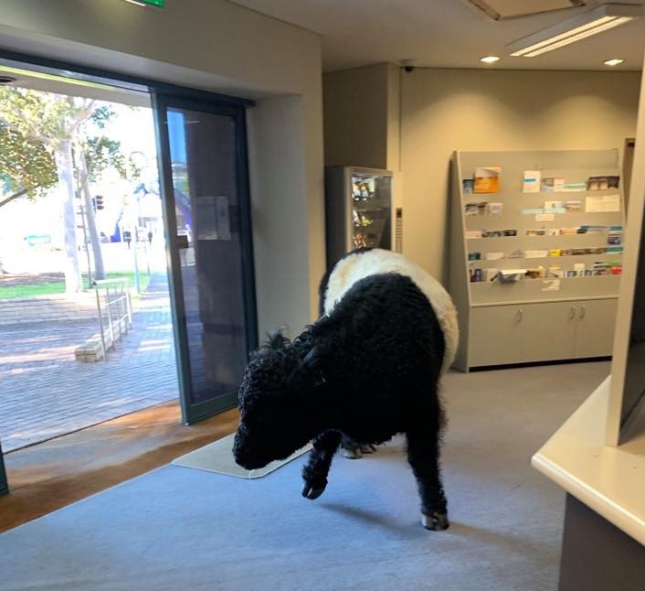 The steer came in the front doors of the Batemans Bay Police Station. Photo: Rural Crime - NSW Police Facebook.