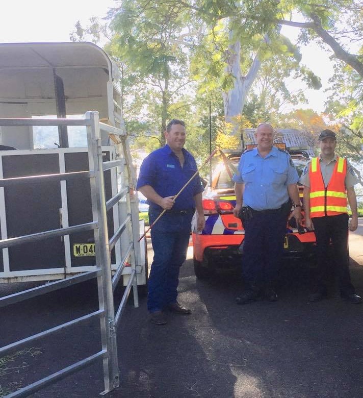 With the assistance of Rural Crime Prevention Team Investigators, local Police, the owner of the steer, and Eurobodalla Shire Council Rangers the runaway steer was recaptured. Photo: Rural Crime - NSW Police Facebook.